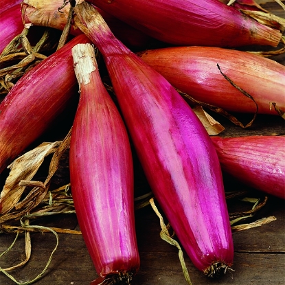 Picture of Onion Rosa Lunga Di Firenze